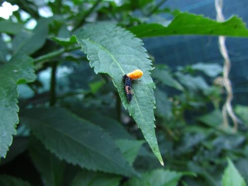 Harmonia axyridis